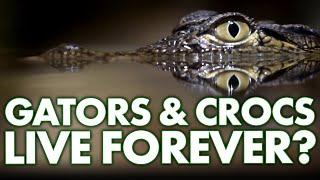 Alligators and Crocodiles: Biologically Immortal?  | Strange & Suspicious TV Show