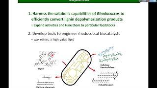 Early Career Researcher symposium on Lignins with Lindsay Eltis