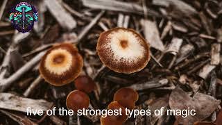 5 strongest Magic Mushrooms