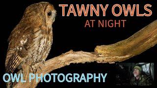 TAWNY OWLS at night- HOW TO PHOTOGRAPH OWLS AFTER DARK- UK OWLS