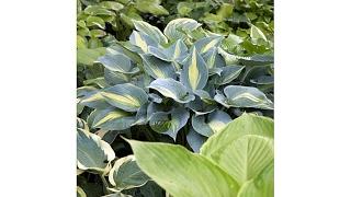 Meadow Valley Mixed Hosta 7piece Collection