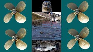 WILD SCRAPS / FRENCH CREEK MARINA / DOCK BC