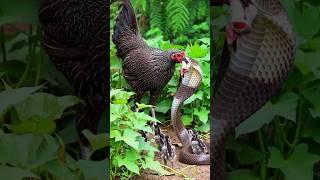 Brave Mother Hen Protects Her Chicks from a King Cobra p7