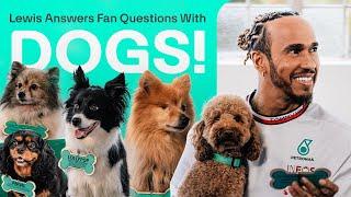 Cute Dogs Help Lewis Answer Fan Questions!