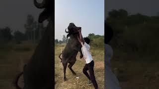 #bull #sadar #sadarfestival #yadav #yadavbrand2 #viral#trending