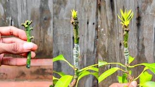 MANGO GRAFTING traditional technique | How to graft mango tree #grafting