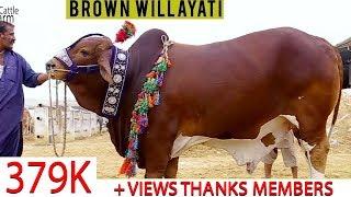 Brown Willayati I 786 Cattle Farm I MA SHA ALLAH I Coco mo Print I Must Check I Parrot Studio