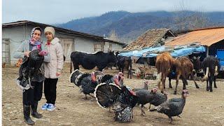 A day with bride of a rural family:from slaughter turkey to cooking lunch,giving seeds to chickens