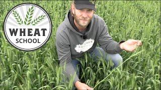 Wheat School: Where does yield come from?