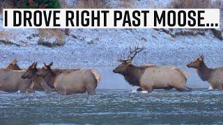I Chose Not to Photograph the Moose — Do I Regret It?  |  A wildlife photography vlog in the Tetons