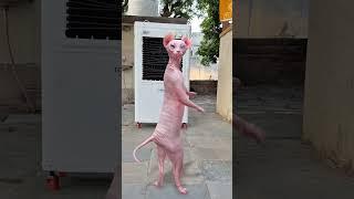 Cat Dance Vibes: Too Cute to Miss!"#DanceParty#GroovyCats#DanceChallenge#FunnyAnimals@cartoon_bliss