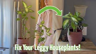 How to Fix Leggy Houseplants (Very Simple) ️🪴