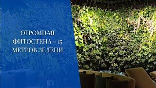 Огромная фитостена - 15 метров зелени