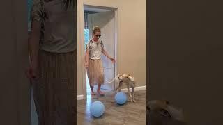 Funny animals and Tanya play with blue balloons, Senya Toys