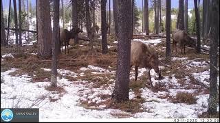 Leucistic Elk - March 2020