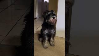 Miniature Schnauzer Barking for National Schnauzer Day