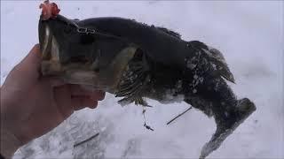 Зимняя ловля ротана. В поисках "килограммовика")) Winter rattan fishing. In search of a monster))