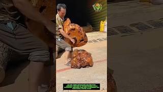 Assembly Process of a Mahogany Swivel Chair from a Tree Root Burl