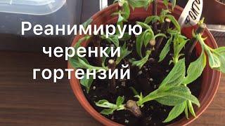 РЕАНИМИРУЮ ЧЕРЕНКИ ГОРТЕНЗИЙ. Ну не хотят они укореняться. Что я делаю.