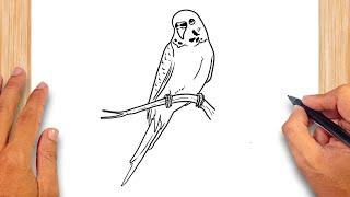 How to draw Parakeet