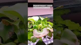 Водный гиацинт - живой фильтр #фильтрацияваквариуме #красивыйаквариум #фильтрдляаквариума