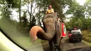 Gajah Taman Safari Bogor MInta Duit???