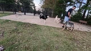 Husky pack team up to correct aggressive GSD