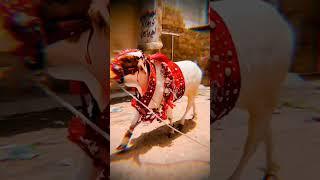 qurbani 2022 Rani #cow viral shorts # cow trending shorts