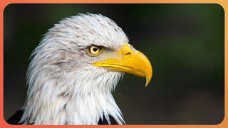 What Are America's Most Endangered Animals? | Wild America | Real Wild