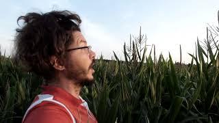 Hula Hooping In The Corn