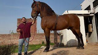 The World Biggest Zuljana Horse, Shabaz Badshah, In Punjab, New World Record, Hsn Entertainment