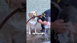 Shower Buddy: Labrador Love! ️ #shorts