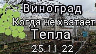 теплица для винограда