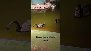 beautiful african duck | Zoo tour | Ghoom with Mohsin jee #foryou #african #duck #foryou