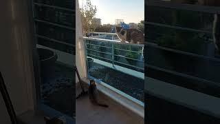Love Alisa #alice #alisa #tarot #shortvideo #cats #cet #cat