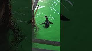 Sea Lions Having Fun