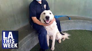 LA Animal Services Adopt-A-Pet