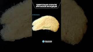 ШОКИРУЮЩЕЕ ОТКРЫТИЕ В АНТАРКТИДЕ #артефакты #история #факты #тайна