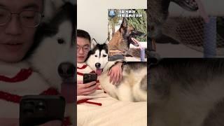 這就是術業有專攻！#哈士奇 #爹寶狗