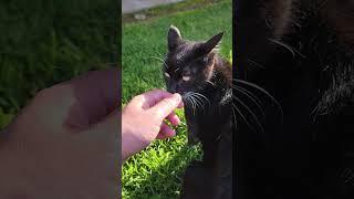 Cleo in the Sunset #tuxedo #cat #michi