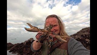 Pêche à pied : les homards de Saint-Malo