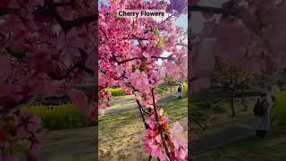 Pink Cherry flowers #shorts #cherryblossom #spring #japan #日本 #জাপান