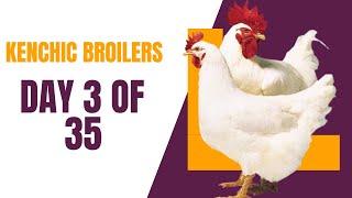 Kenchic Broilers Farming Day 3 : Poultry Tips for the First Day #kenchic #broilerfarming