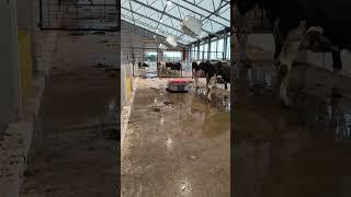 Lely Collector Robot's First Mission!