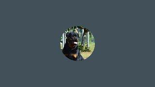 Walia Dog Kennel is going live!