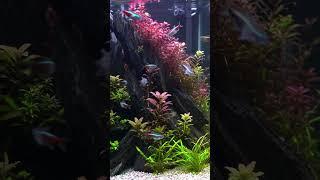 Underwater Paradise! Stunning Red Aquascape with Neon Tetras #aquascape #aquarium #aquascaping