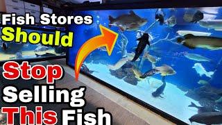 TOP 5 PROBLEMATIC FISH TO REHOME