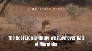 HEART POUNDING Lion sighting at Marataba