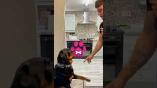 Rottweiler's Unbelievable Self-Control Will Melt Your Heart