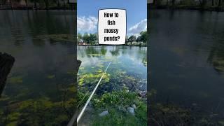 #mossypond #howto #bassfishing #bassfishingnation #bassfishingismylife #oklahomafishing